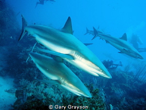 Taken whilst in Jardines de la Reina, Cuba November 2013 by Gary Grayson 